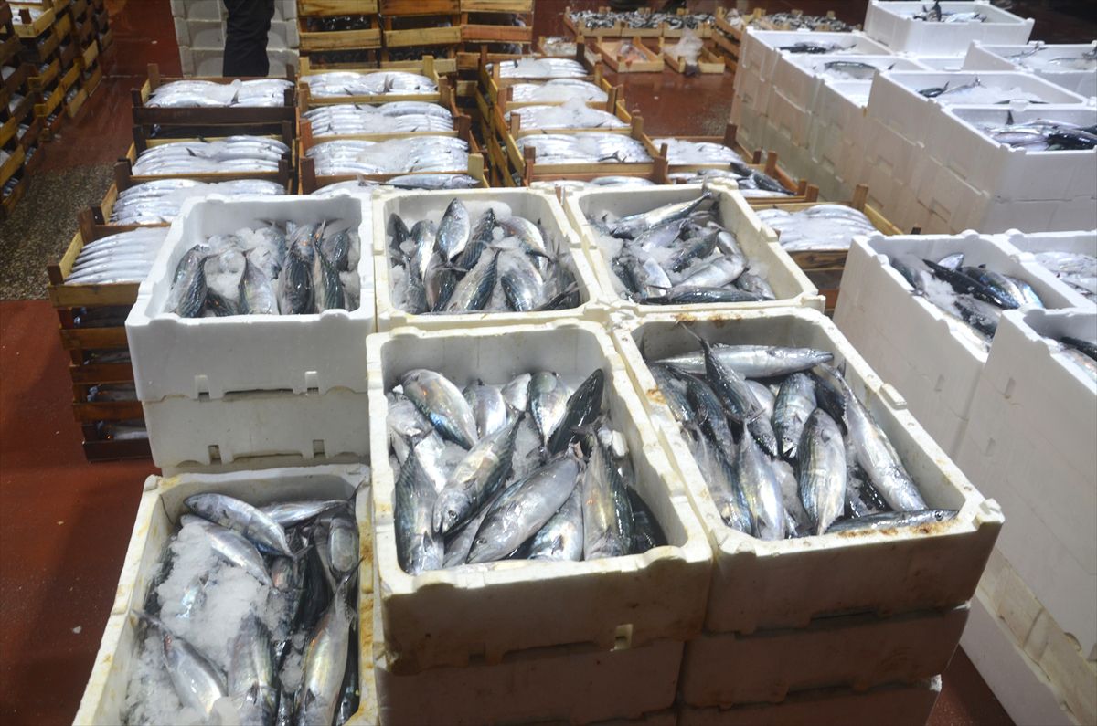 Kocaeli’de Yeni Balık Sezonu Başladı: İlk Mezat Yapıldı