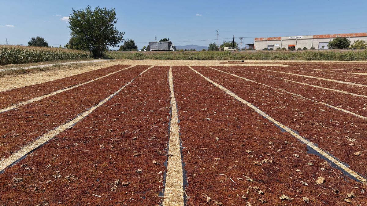 Manisa'da Sultaniye Üzüm Hasadı Sergilerde Renk Cümbüşü Oluşturdu