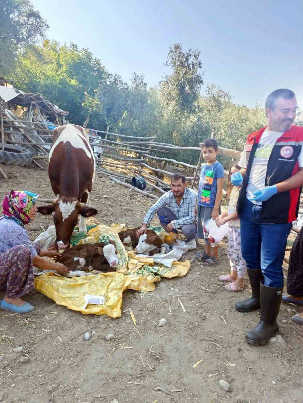 Muğla'da Yeni Doğan Buzağı Bakımı Projesi Hayata Geçirildi