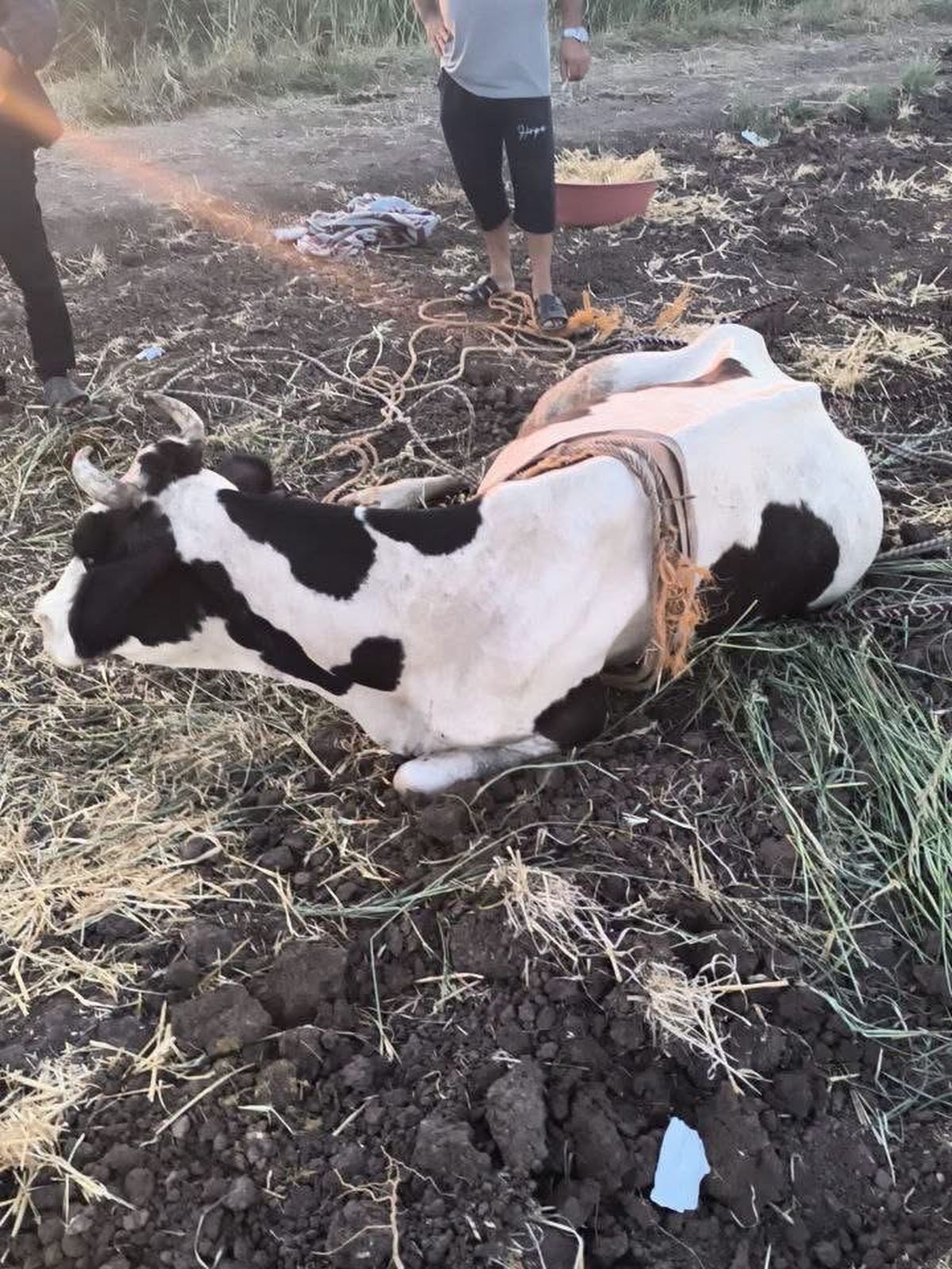 Bataklığa Düşen İnek İtfaiye Ekiplerince Kurtarıldı