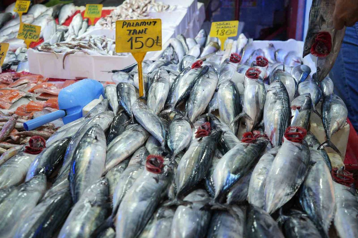 Palamut sezonu açıldı: 150 TL'den tezgahlarda