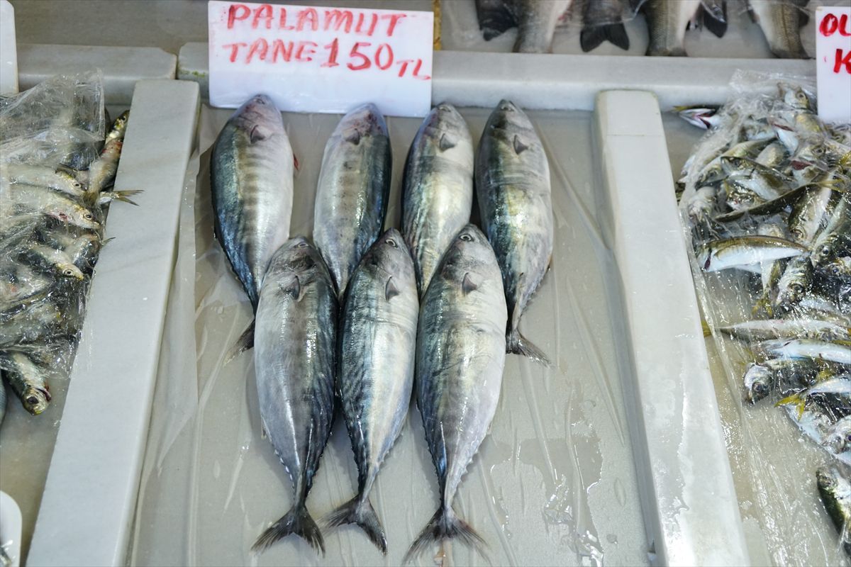Tekirdağ'da Palamut Bolluğu: Tezgahlar Şenlendi