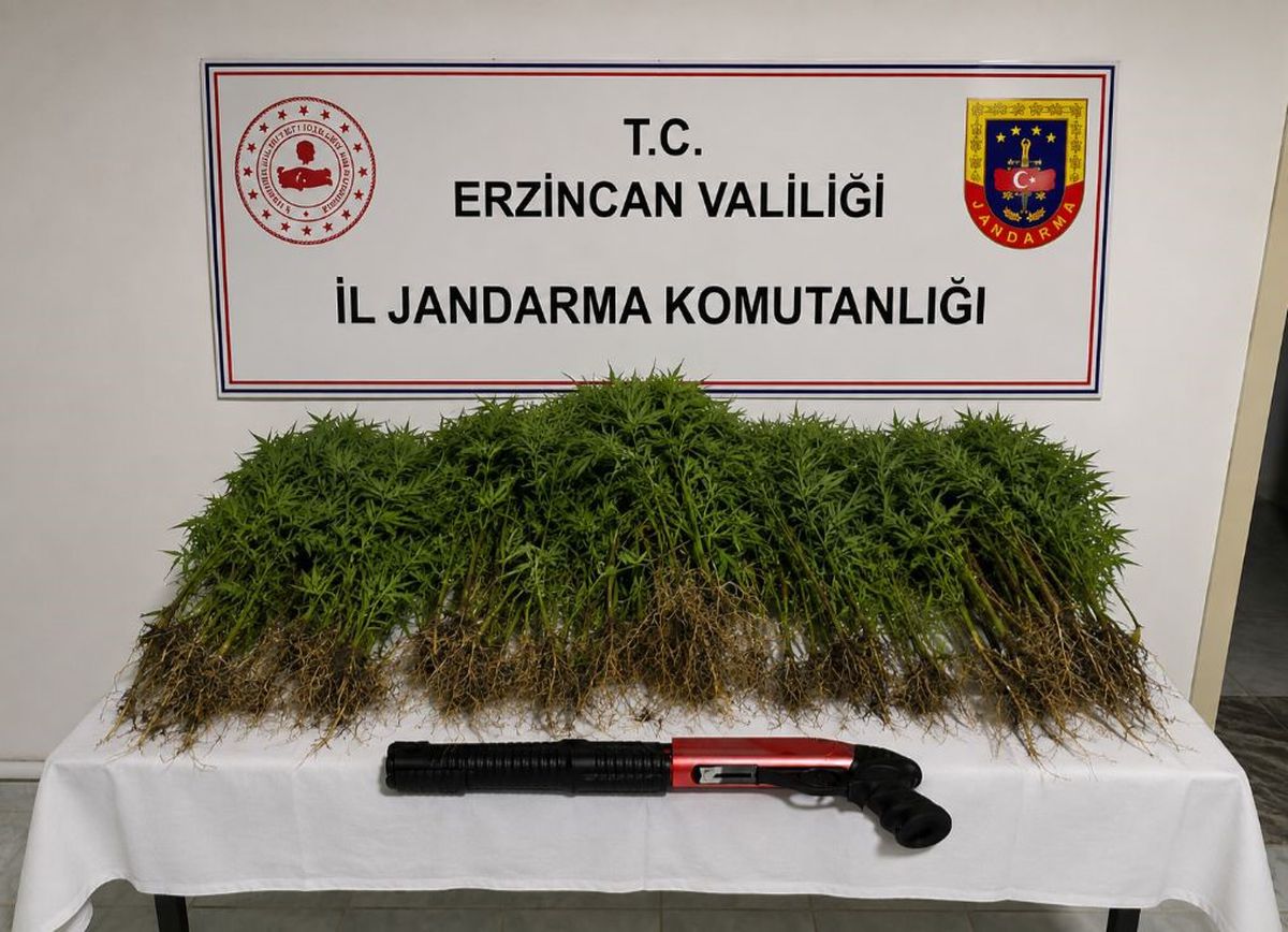 Erzincan'da Uyuşturucu Operasyonu: 174 Kök Kenevir Ele Geçirildi, 1 Tutuklama