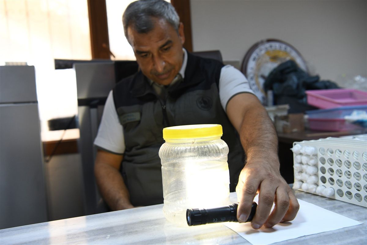 Mersin'de Biyolojik Mücadele Laboratuvarında 40 Bin Faydalı Böcek Üretildi