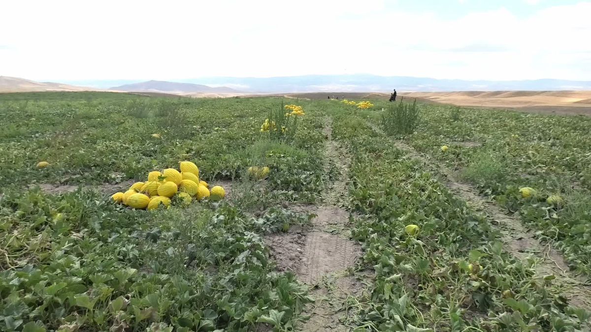 Yozgat'ta kavun hasadı başladı: Üretici fiyattan dertli