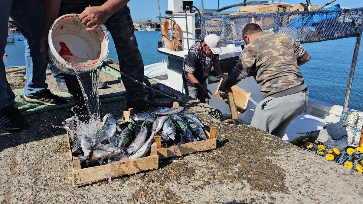 Zonguldak'ta Sezonun İlk Avında 50 Ton Palamut