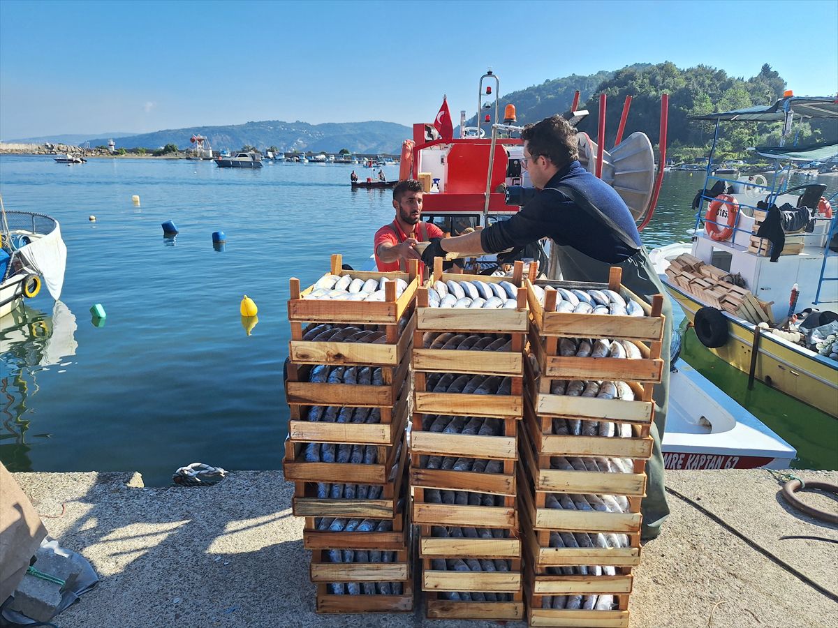 Zonguldak'ta Sezonun İlk Avında 50 Ton Palamut Bereketi