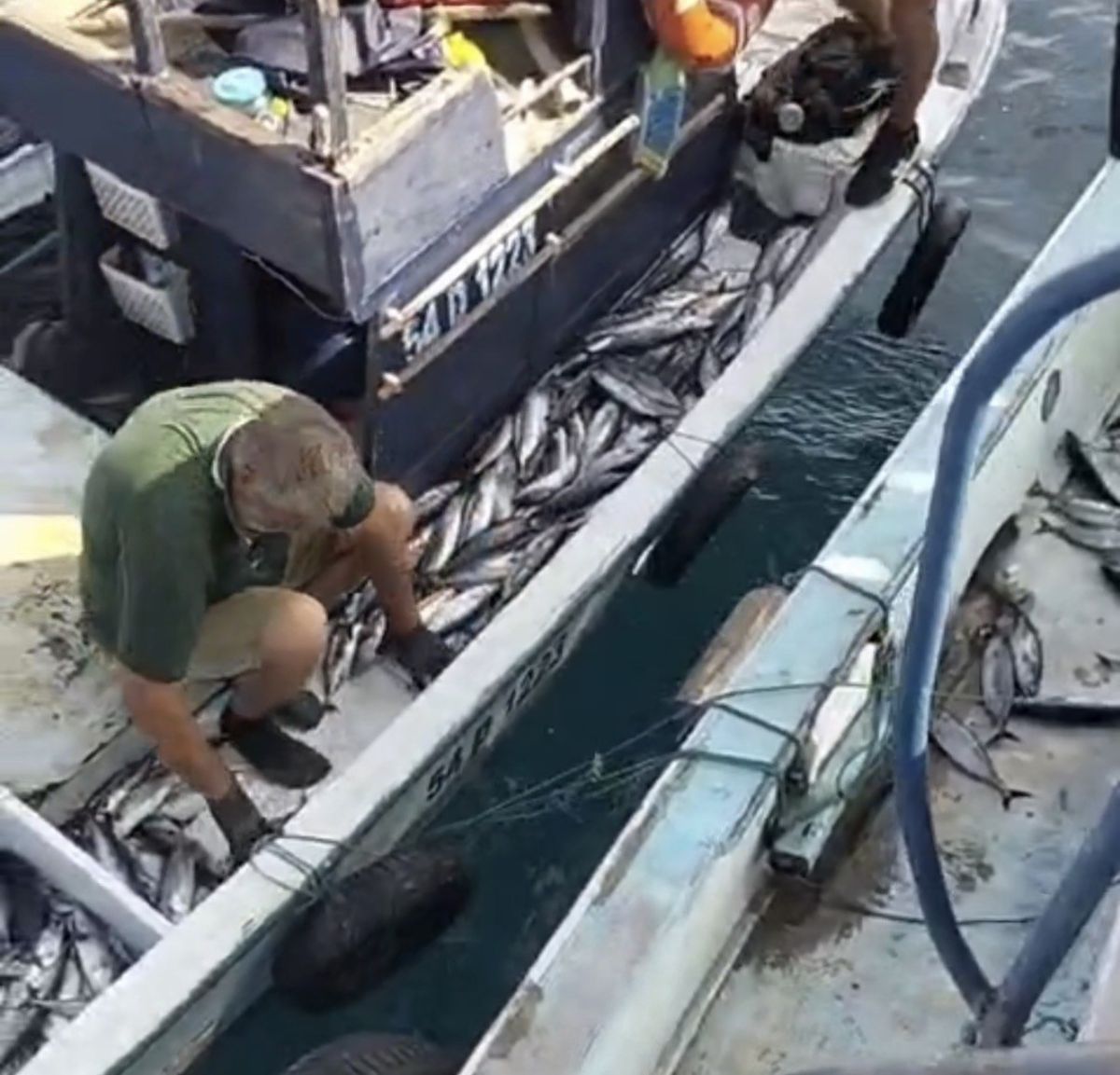 Akçakoca açıklarında palamut bereketi: Tekneler dolu dönüyor