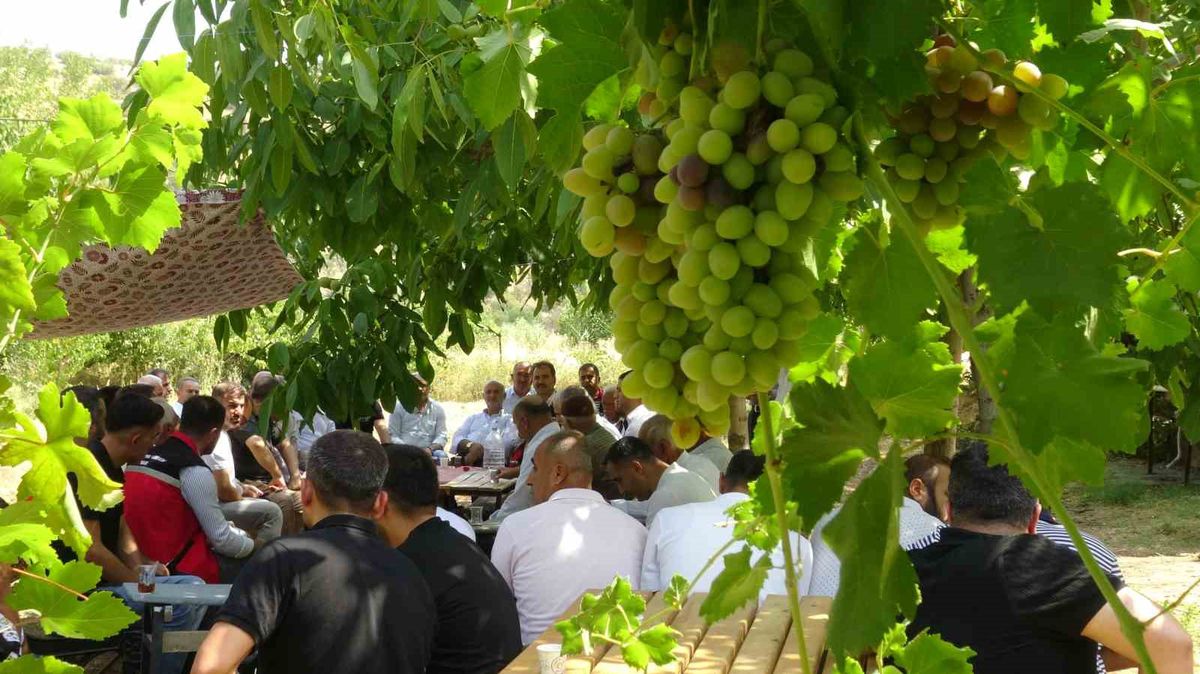 Gercüş'te Mezrone Üzümü İçin Kooperatif Hamlesi
