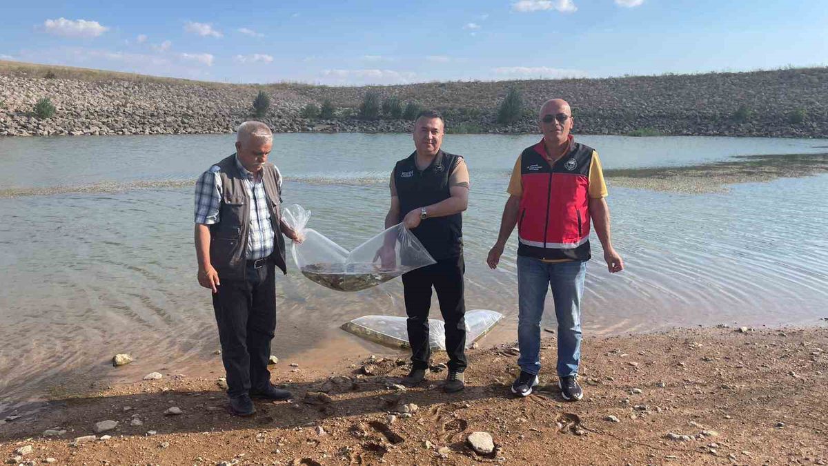 Konya'da göletlere 60 bin yavru sazan bırakıldı