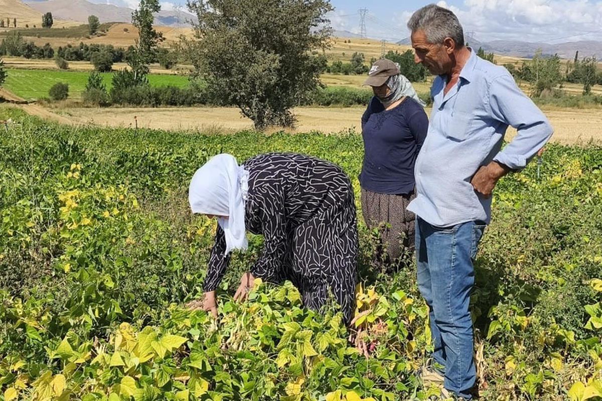 Coğrafi işaretli beyaz kuru fasulye hasadı başladı: Bu lezzet servet değerinde