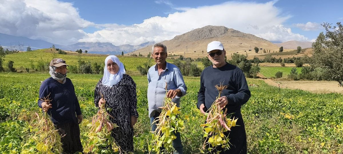 Tufanbeyli'nin Coğrafi İşaretli Beyaz Fasulyesinde Hasat Dönemi Başladı