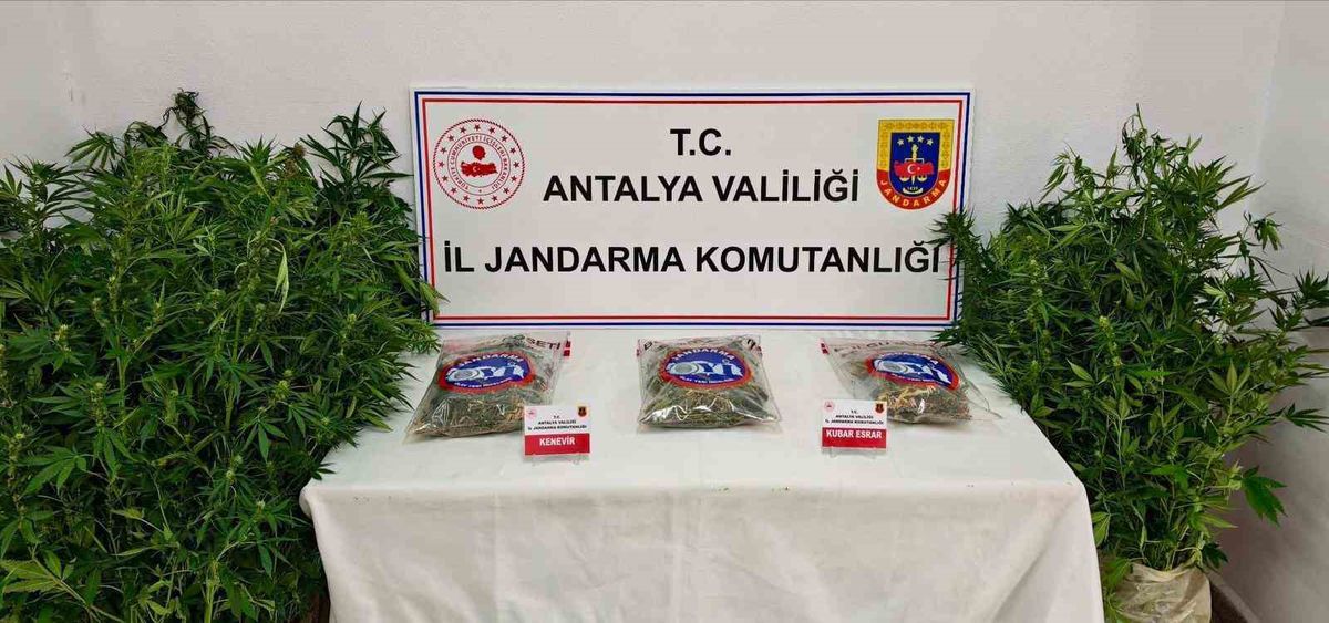 Gazipaşa'da Esrar Operasyonu: 1 Tutuklama