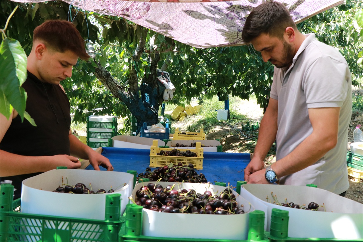 Hadim kirazı eylülde de hasat ediliyor
