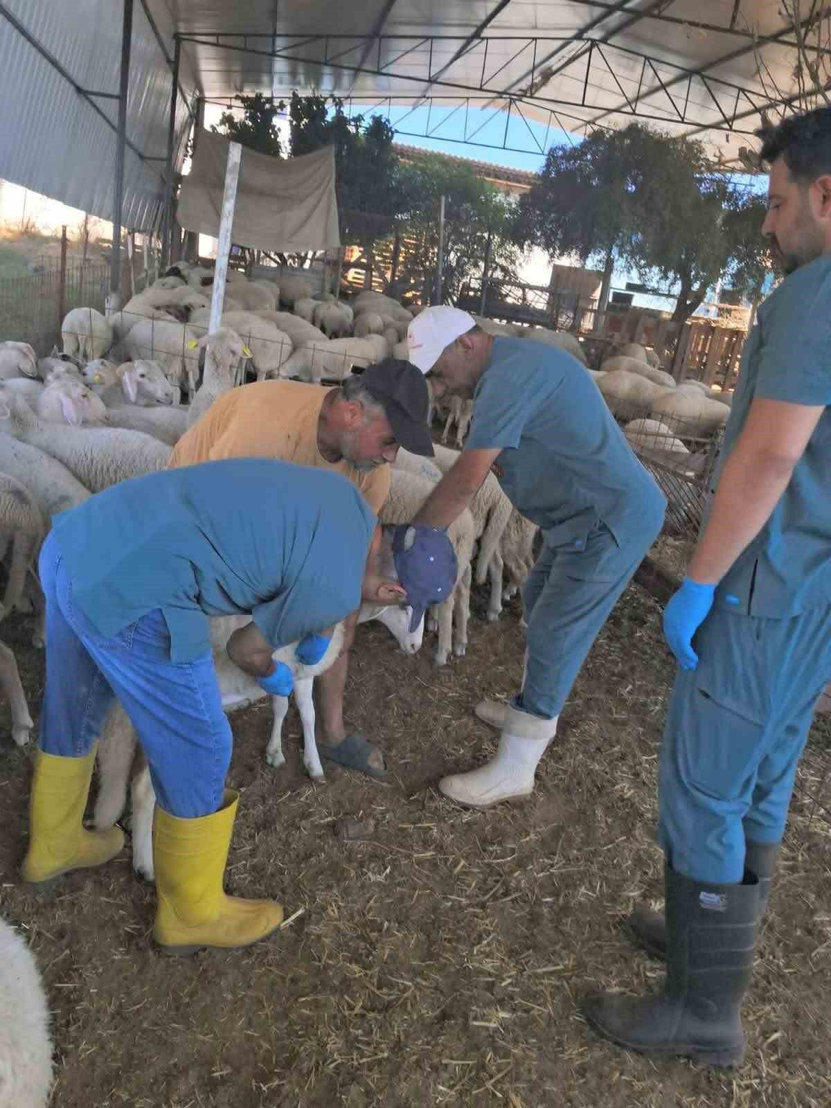 Köşk'te küçükbaş hayvanlara kimlik çalışması