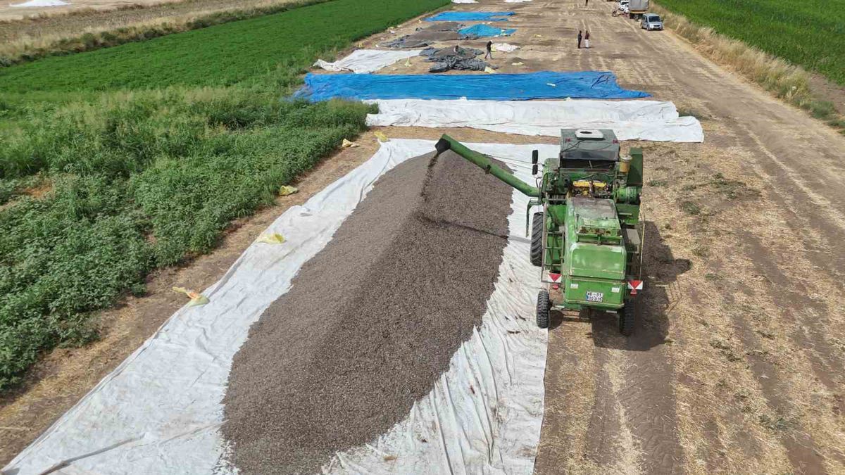 Malatya'da çerezlik ayçiçeği hasadı başladı: Verim yüksek