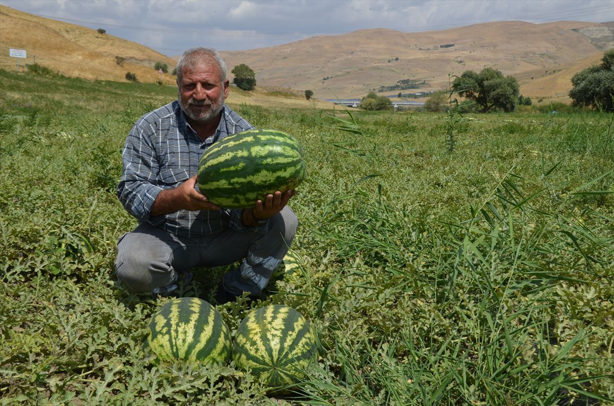 Muş'ta karpuz hasadı başladı: 230 bin ton üretim bekleniyor