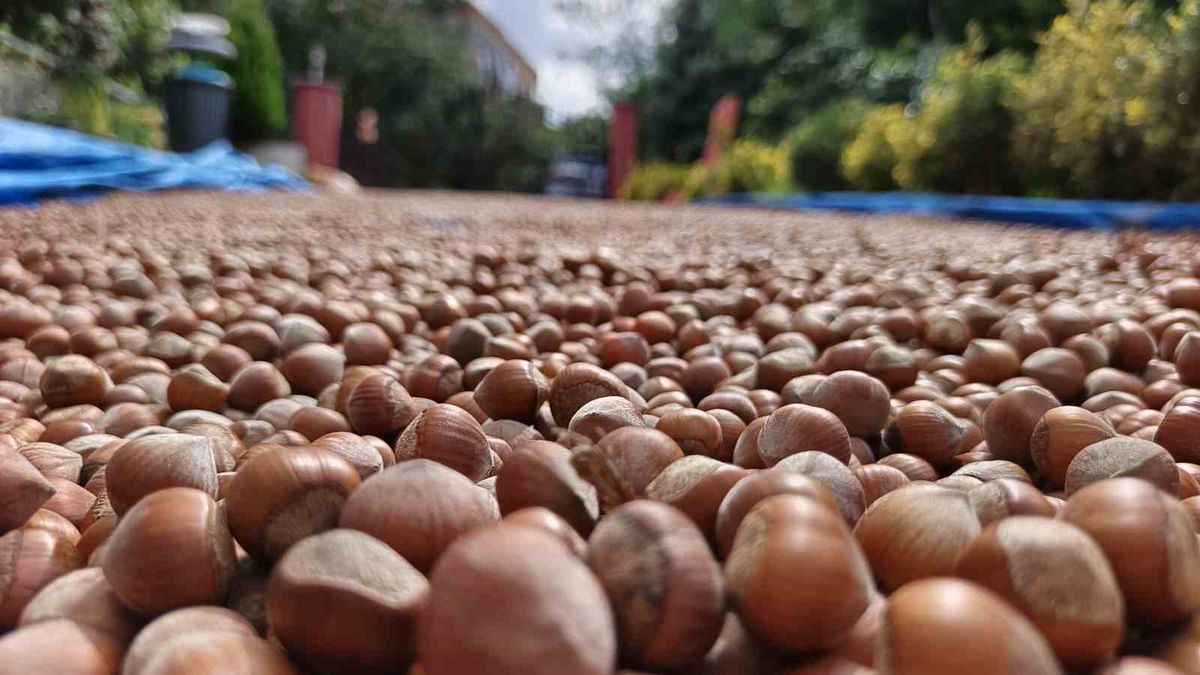 Ordu'da Fındık Hasadı Sonrası Kurutma Mesaisi