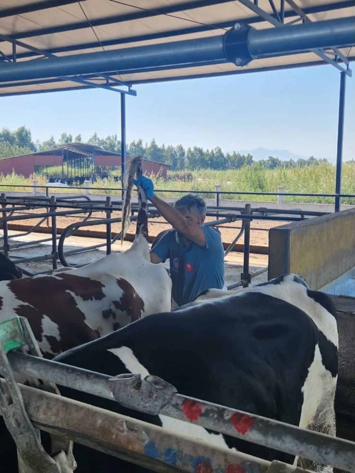 Söke'de hastalıktan ari işletmelere rutin sağlık kontrolü