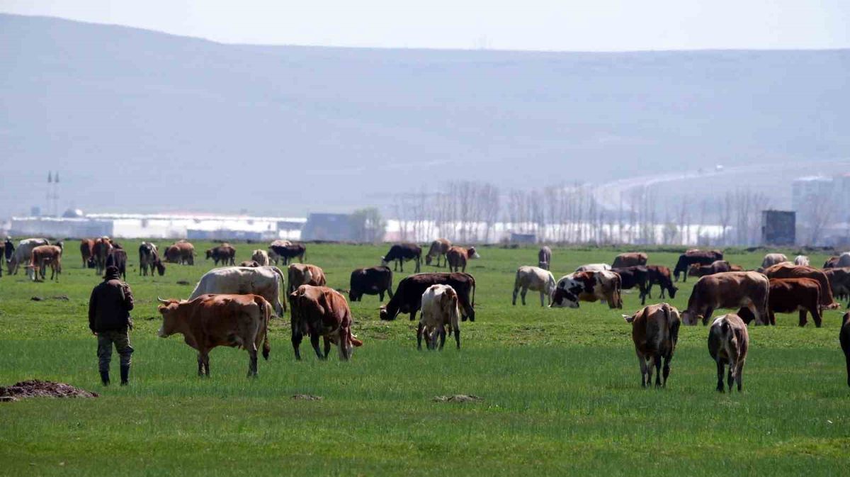 Erzurum'da Hayvancılık Destekleme Başvuruları Başladı: Son Tarih 1 Aralık