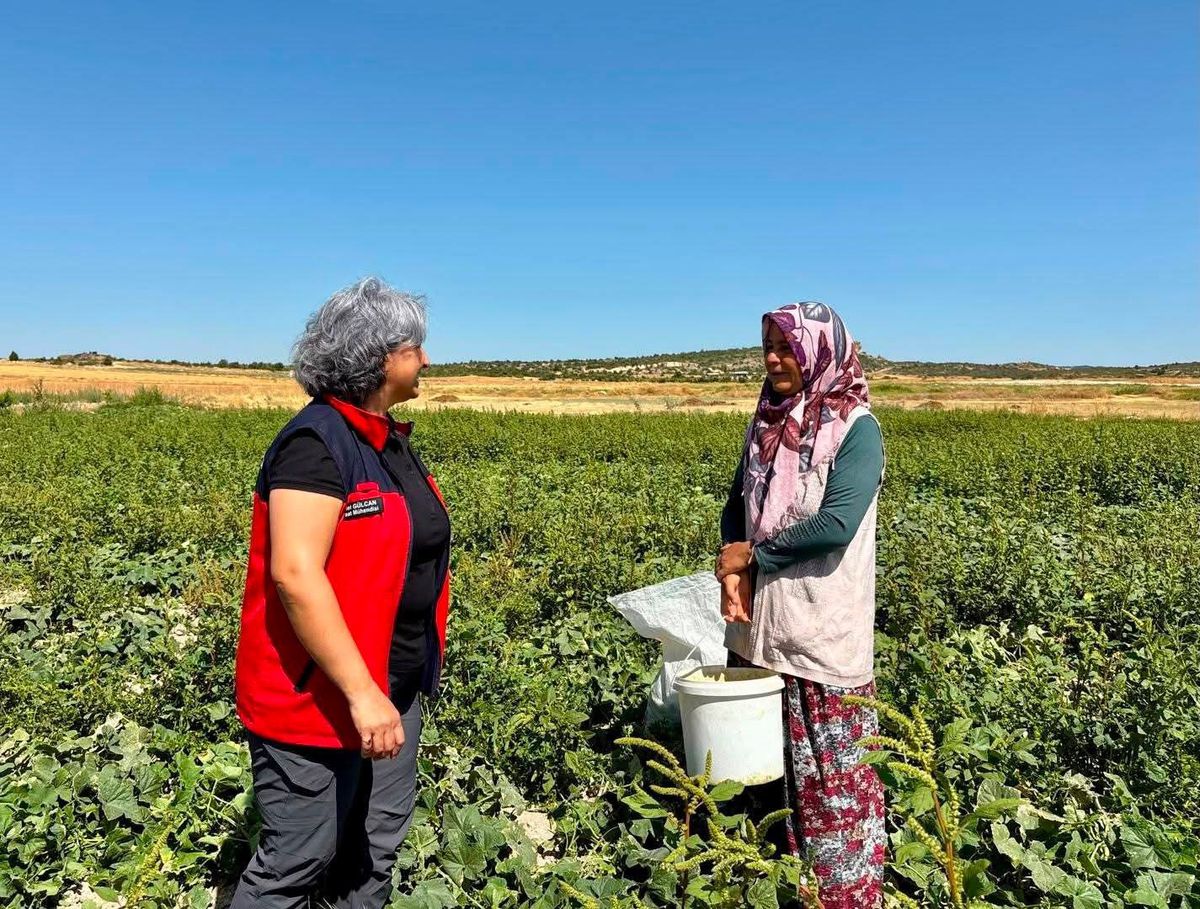 İhsaniye'de Turşuluk Salatalık Hasadı Sürüyor