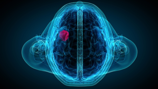 Skull immune centers