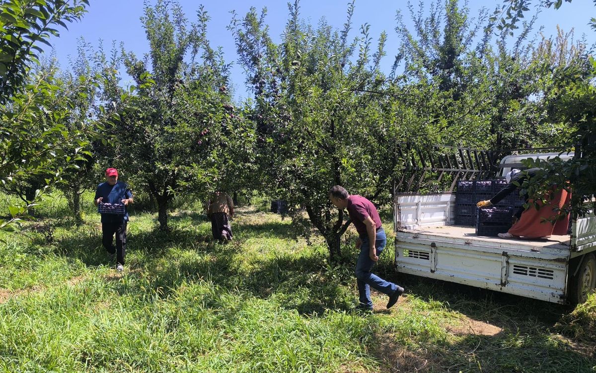 Iğdır'ın 'Siyah İncisi' Anjelik Eriğinde Hasat Zamanı: Bu Yıl Rekolte 25 Ton