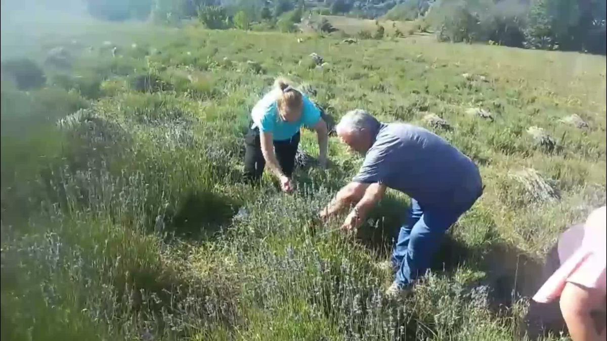 Artvinli kadınlar atıl arazilerde lavanta hasadı yapıyor