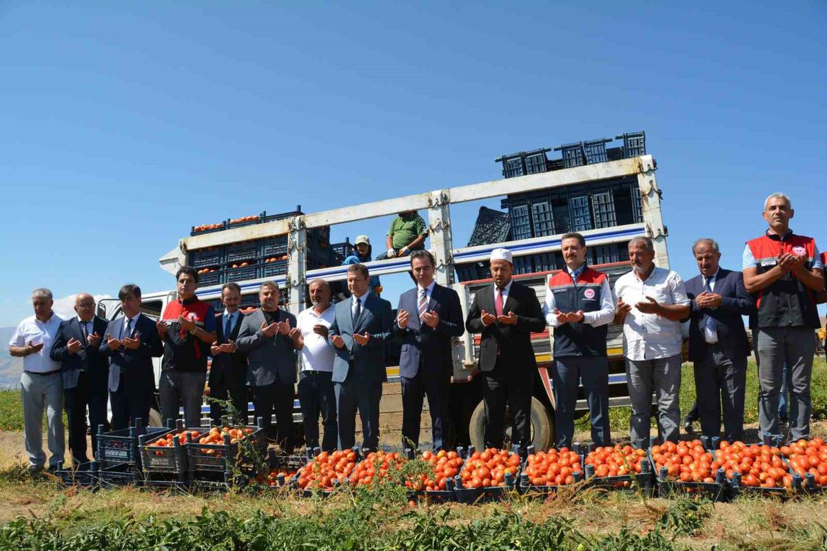 Bitlis'te Domates Hasadı Başladı