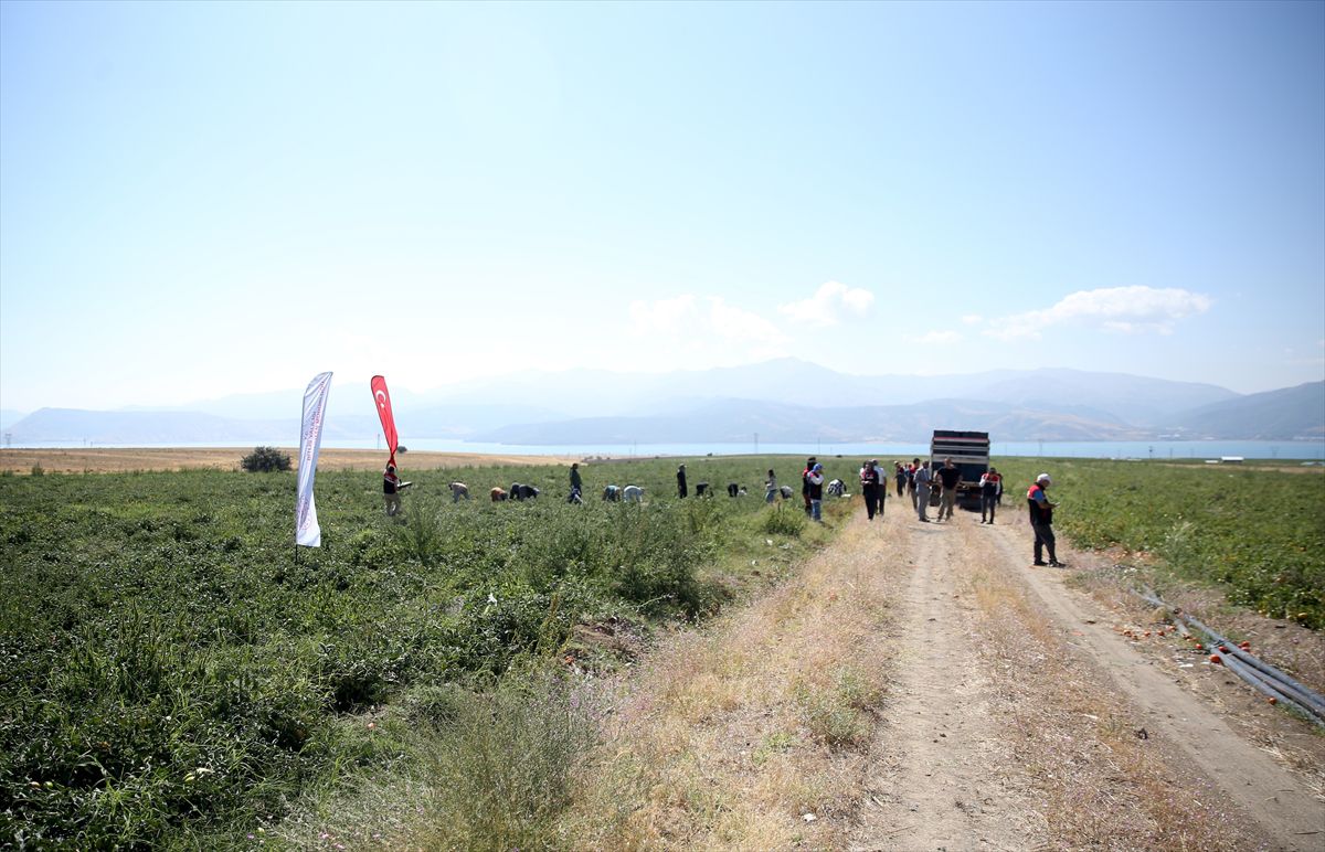 Bitlis'te Domates Hasadı Sürüyor: Vali Karakaya Üreticileri Ziyaret Etti