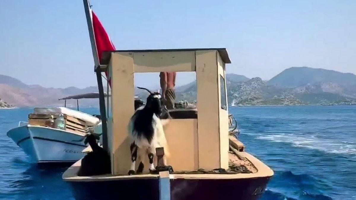Bozburun'da Bir Asırlık Gelenek: Keçiler Deniz Yoluyla Adalara Taşınıyor
