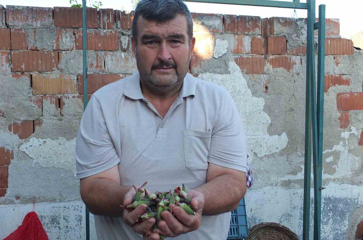 Burhaniye'de Bamya Fiyatları Tavan Yaptı: Üreticilerin Yüzü Gülüyor