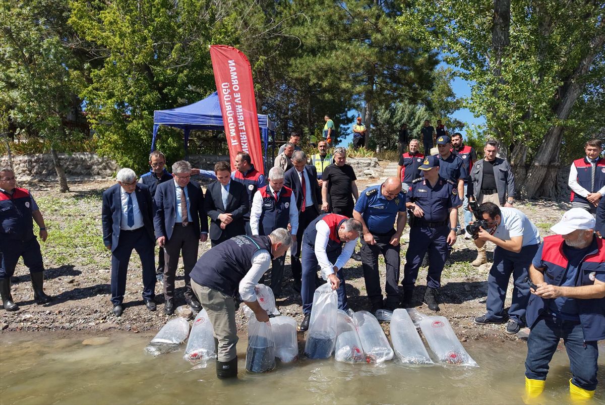 Çankırı'da Barajlara 662 Bin Sazan Yavrusu