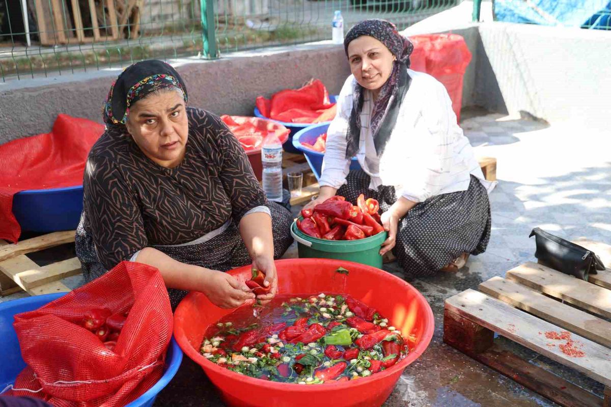 Kozan'da Salça Sezonu Damları Kırmızıya Bürüdü