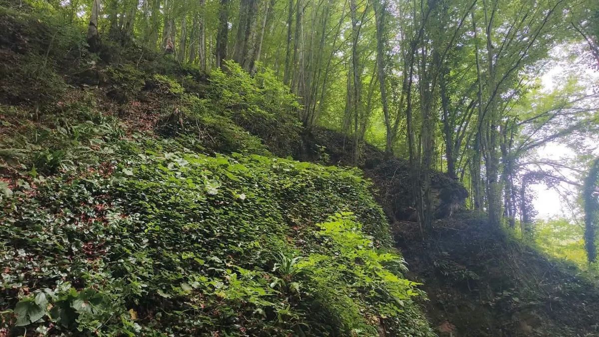 Ordu'da Fındık Toplarken Uçuruma Düşen Şahıs Hayatını Kaybetti