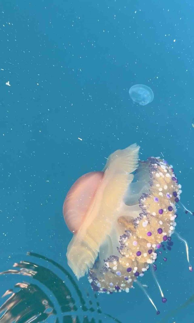 Fried Egg Jellyfish in the Marmara Sea