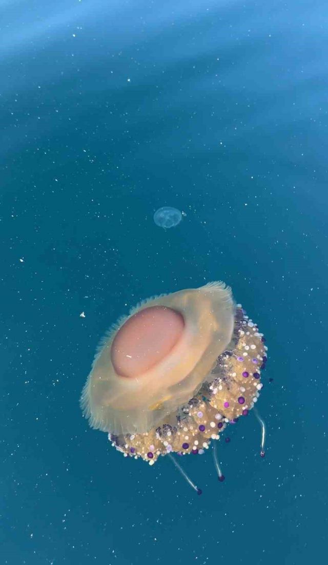 Fried Egg Jellyfish Seen in the Marmara Sea