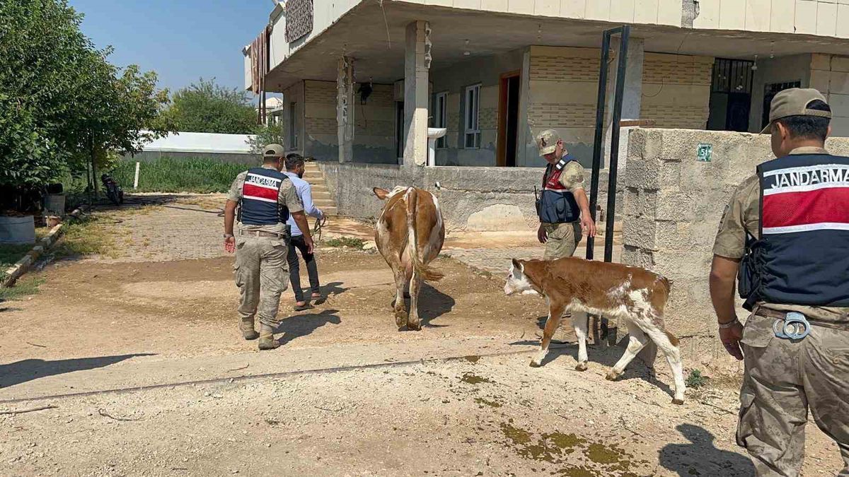 Şanlıurfa'da Büyükbaş Hayvan Dolandırıcılığı: 1 Şüpheli Yakalandı