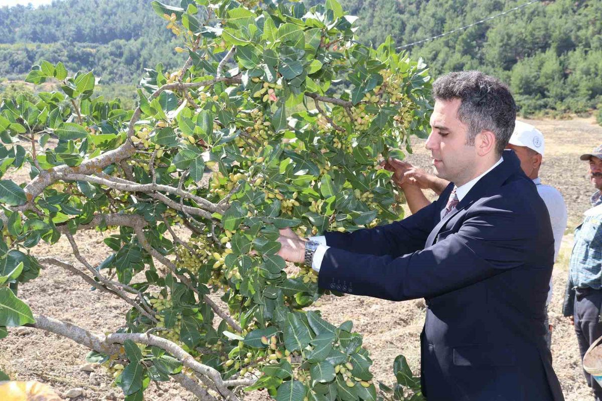 Selendi fıstığında hasat dönemi başladı: 'Yeşil Altın' ilçe ekonomisine katkı sağlayacak