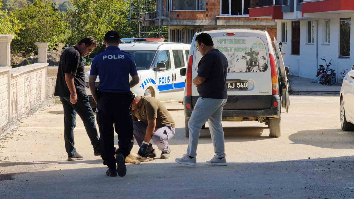 Sinop'ta Sokak Köpeği Silahla Vurularak Öldürüldü