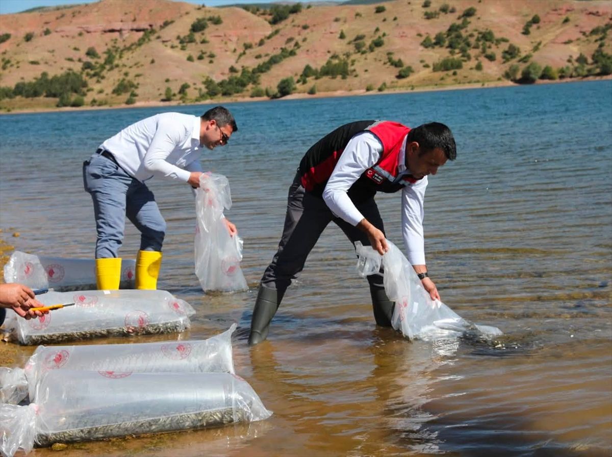 Tokat'ta göllere 731 bin 500 yavru balık bırakıldı