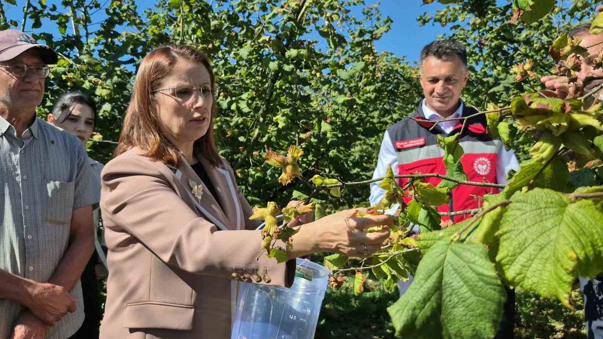 Bartın'da Fındık Hasadı: Rekolte 14 Bin Tona Ulaştı
