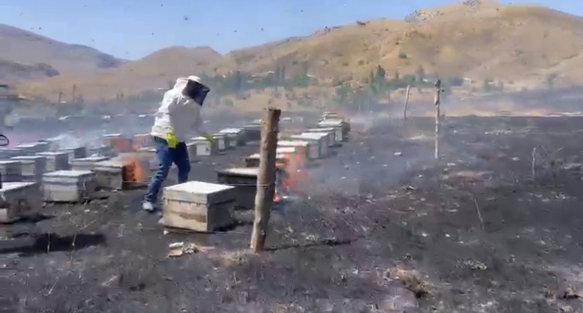 Adıyaman'da yangın: 200 arı kovanı kül oldu