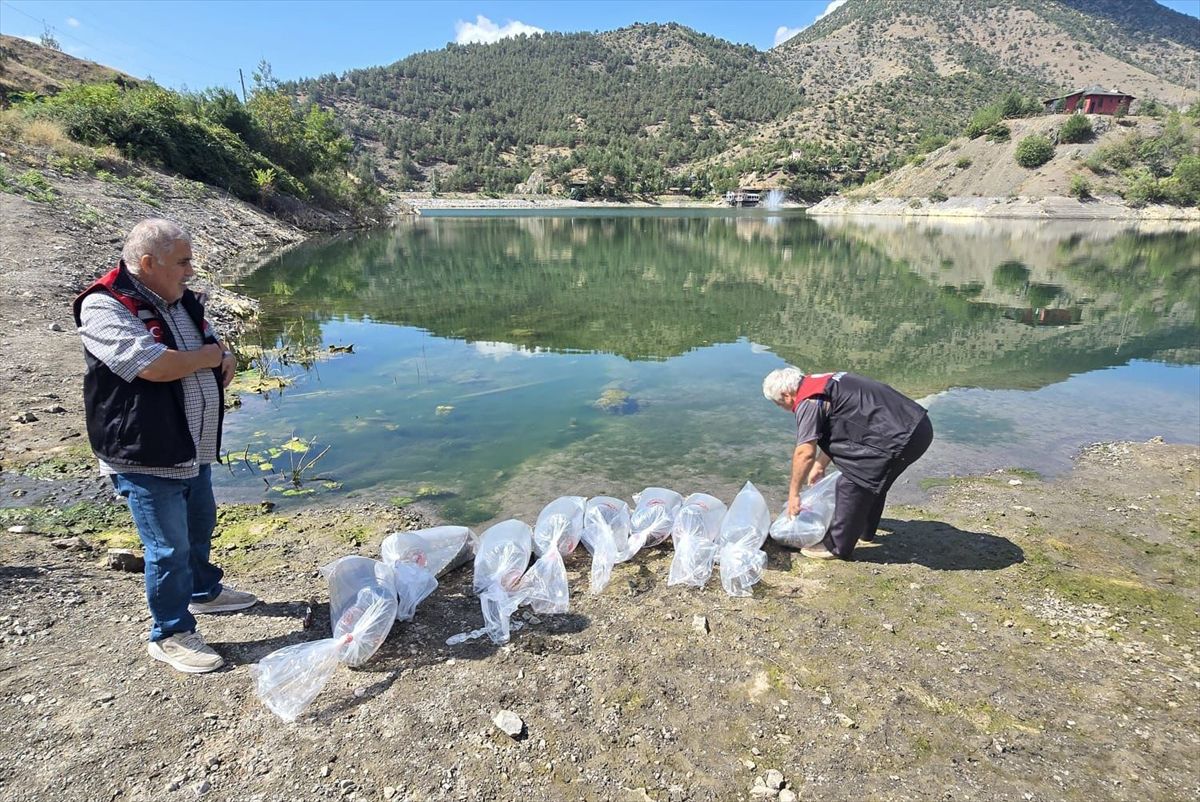 Ziyaret Göleti'ne 100 Bin Sazan Yavrusu Bırakıldı