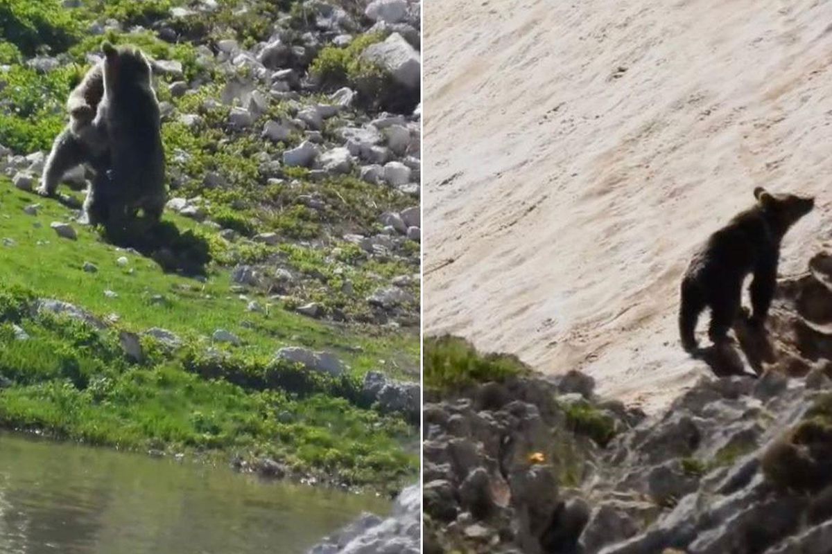 Yazın ortasında karda kayıp oynayan 2 ayı kameralara yansıdı