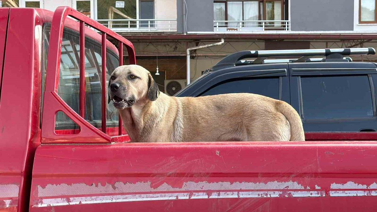 Artvin’de Sahipsiz Köpek Fedai, Kendisine Yol Arkadaşı Seçtiği Kadınla Çay Fabrikasına Gidiyor