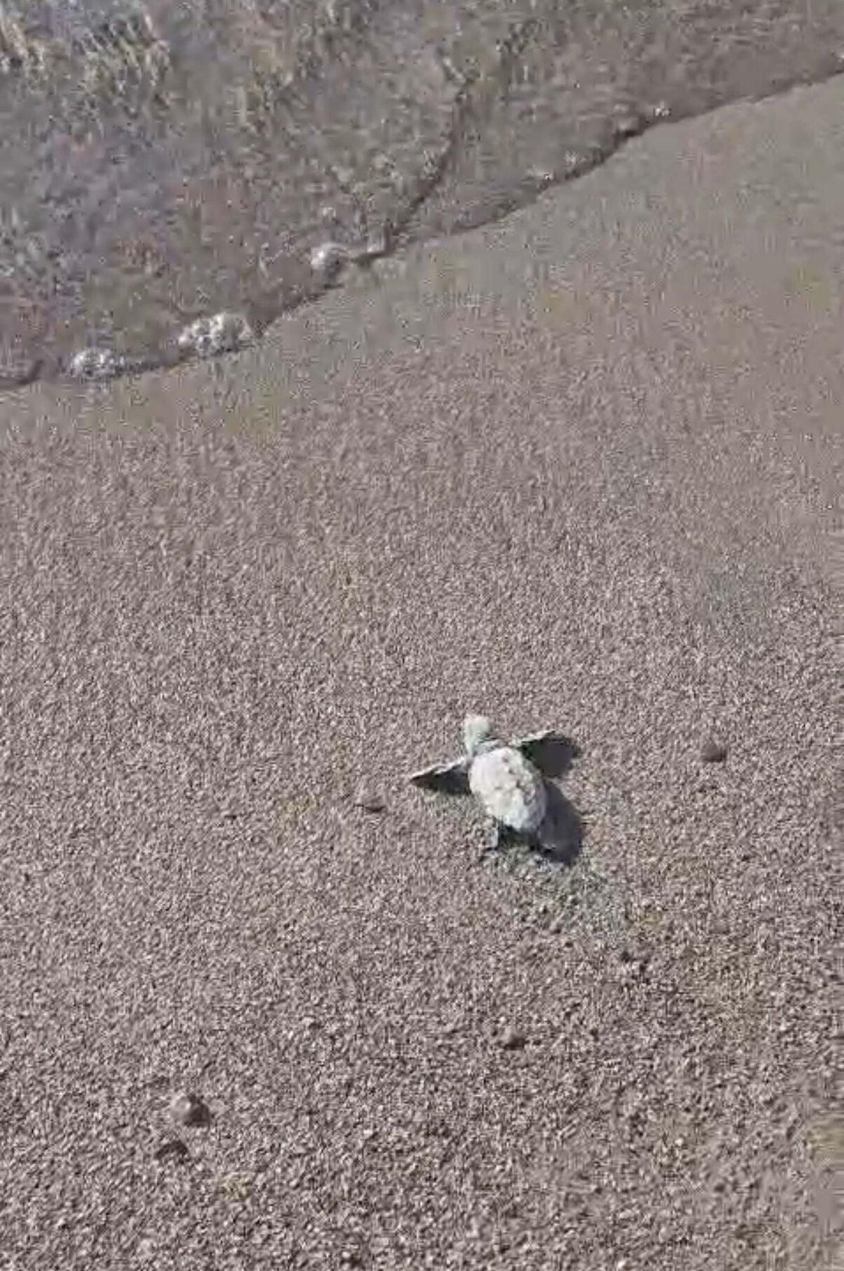 Bodrum'da Caretta Caretta Yavruları Denizle Buluştu