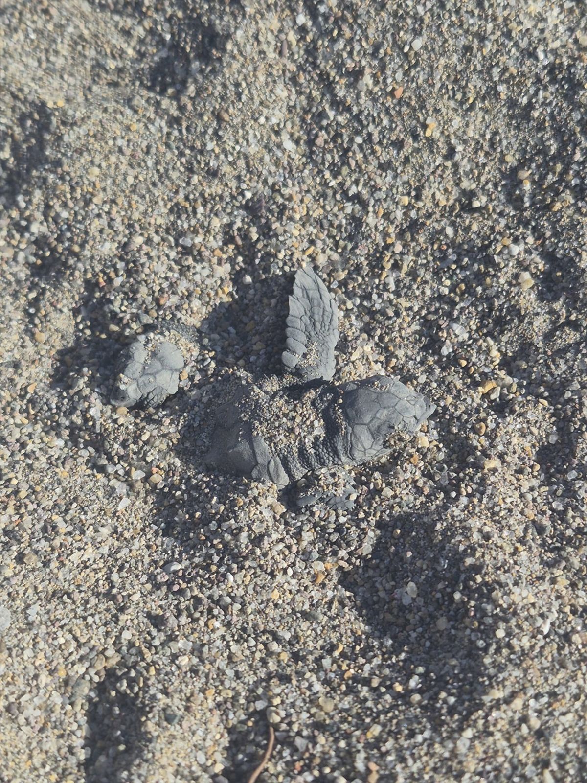 Caretta Caretta Yavrularının Denize Yolculuğu Kamerada