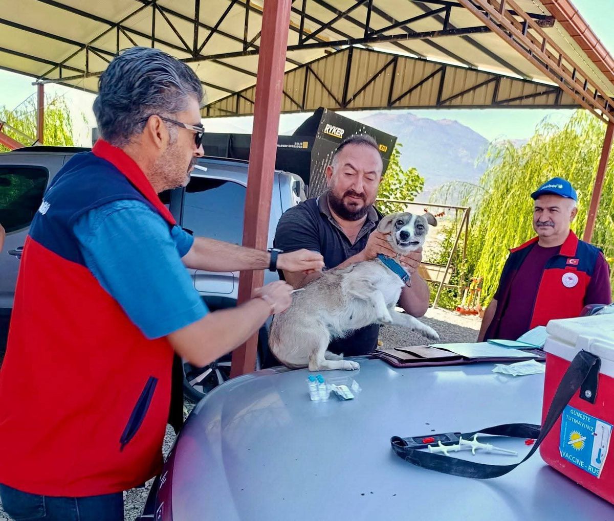 Çay'da Evcil Hayvanlara Kimlik ve Kuduz Aşısı