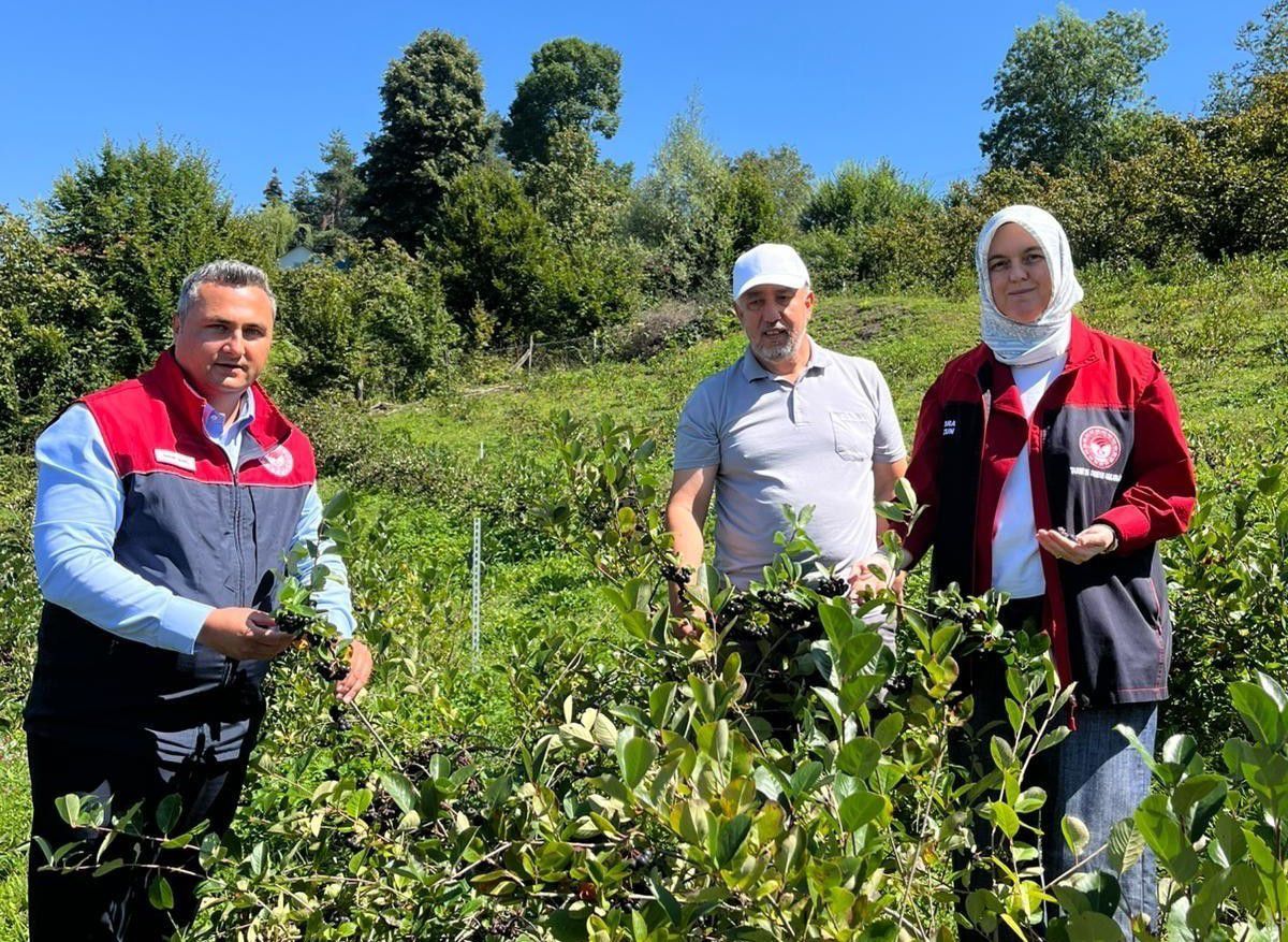 Düzce'de Aronya Bahçesinde Hasat Öncesi İnceleme